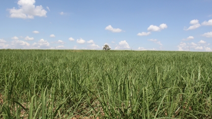 Uso de pré-maturadores pode entregar incrementos entre 1.000 a 3.500 kg de açúcar a mais por hectare