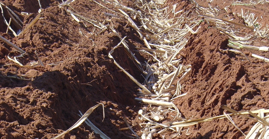 Plantio 100% com máquina realizado pela Tereos na Fazenda Santa Cruz e Pau D’Alho utiliza 14 toneladas de mudas por hectare