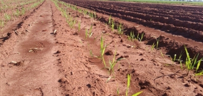 Como obter um plantio de cana que formará um canavial produtivo por muitos cortes