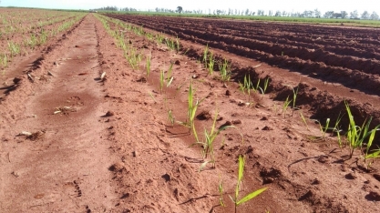 Como obter um plantio de cana que formará um canavial produtivo por muitos cortes