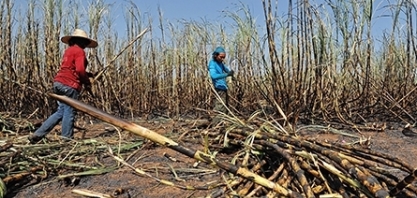 Produção tailandesa de açúcar deve cair para 9,8 mi de t, diz Fitch Solutions