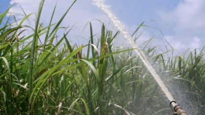 Pouca chuva preocupa fornecedores de cana de Alagoas
