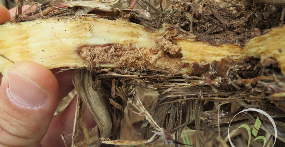 Controle sustentável de pragas como o Sphenophorus levis é um dos objetivos do Centro. Crédito Foto: GlobalCana
