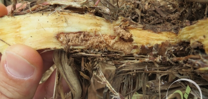 São Martinho vai financiar Centro de Pesquisa em Engenharia - Fitossanidade em Cana-de-Açúcar - que beneficiará todo o setor