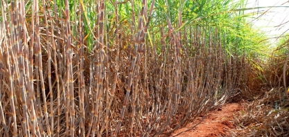 A definição do plantel varietal pode definir o sucesso do canavial