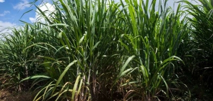 UNICA e MRE levam especialistas para falar de etanol na Ásia