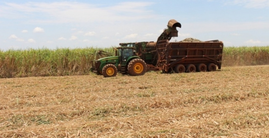 Cana coloca Rio Brilhante como maior produtor nacional em renda. (Divulgação)