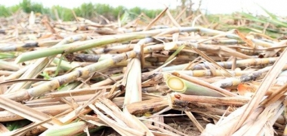 Safra 19/20 de cana será menor que o esperado em Alagoas