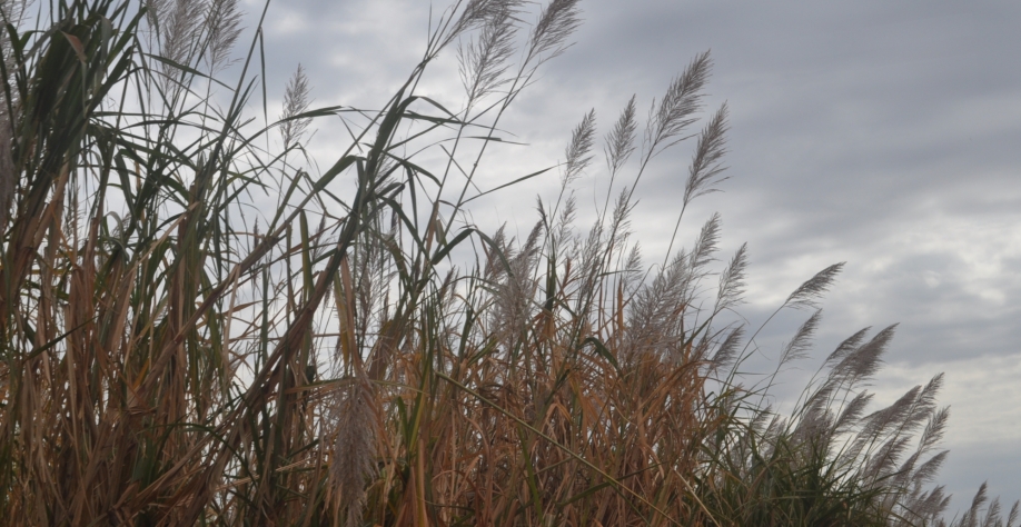 Flor de cana: beleza que traz prejuízo