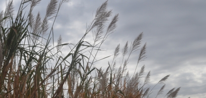 O indesejável florescimento dos canaviais