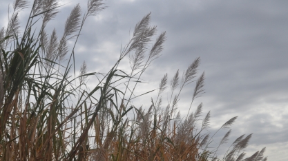 O indesejável florescimento dos canaviais