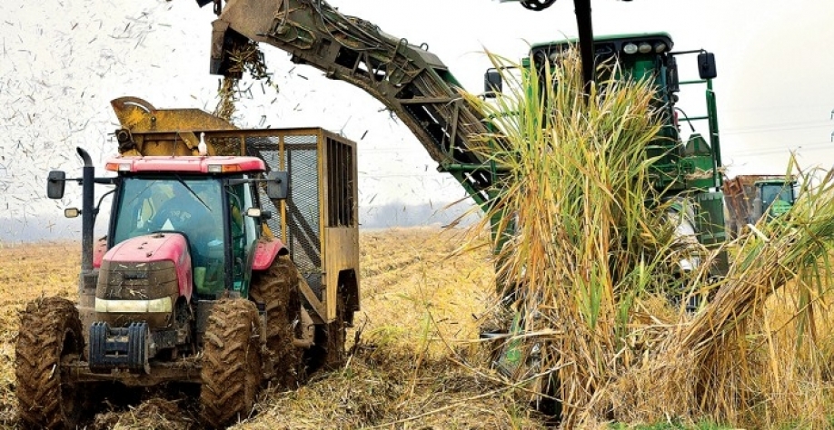 Colheita de cana em Louisiana.  Credito: Bruce Schultz/LSU AgCenter