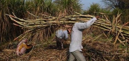 Produção de açúcar da Índia cai 24% de outubro a janeiro, diz associação
