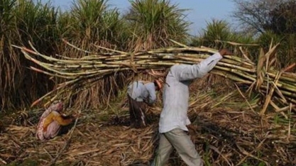 Produção de açúcar da Índia cai 24% de outubro a janeiro, diz associação