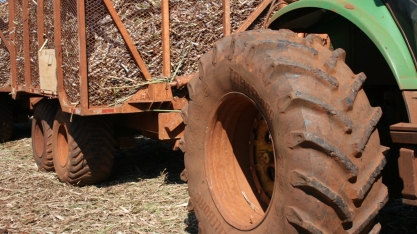 Solo encharcado e pisoteio no canavial é perda na certa