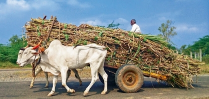Produção de açúcar da Índia pode cair quase 18% em 2019/20, prevê indústria