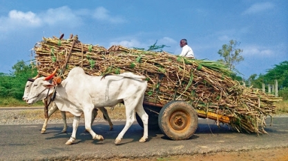 Produção de açúcar da Índia pode cair quase 18% em 2019/20, prevê indústria