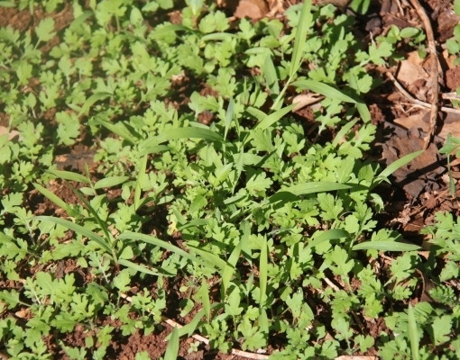 Centenas de espécies de plantas daninhas se encontram em estado de dormência nos canaviais brasileiros esperando o momento ideal para eclodir.  Foto: Leonardo Ruiz