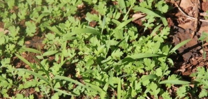 Aliar glifosato a um herbicida de longo residual reduz o banco de sementes de plantas daninhas