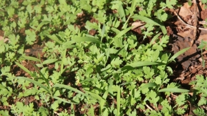 Aliar glifosato a um herbicida de longo residual reduz o banco de sementes de plantas daninhas