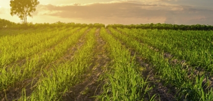 Surgimento de La Niña pode influenciar safra ainda em 2020; entenda