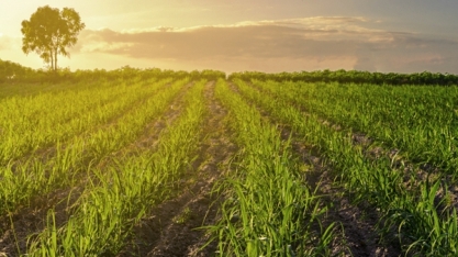 Surgimento de La Niña pode influenciar safra ainda em 2020; entenda