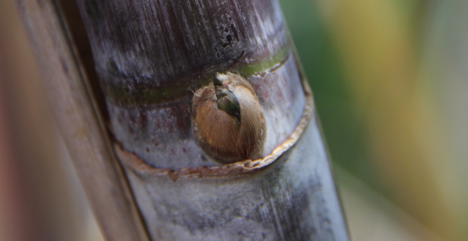  A gema da cana não deve ser abalada, por isso, o cuidado começa na colheita da cana-muda