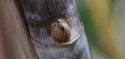 A colheita da cana-muda influência o volume de cana utilizadas no plantio mecanizado