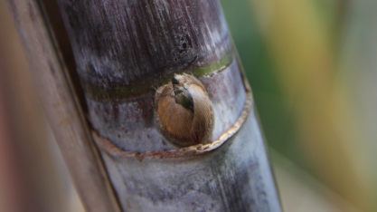 A colheita da cana-muda influência o volume de cana utilizadas no plantio mecanizado