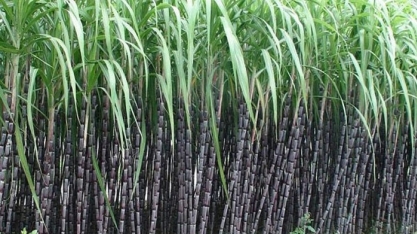 Cofco espera ganho adicional para açúcar com seca na Tailândia