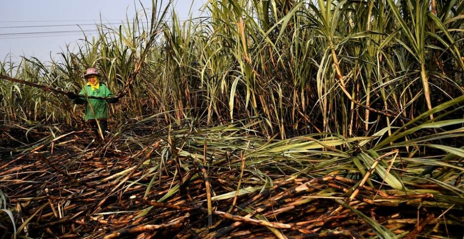 Plantação de cana-de-açúcar ao norte de Bangkok, na Tailândia 21/01/2020 REUTERS/Chalinee Thirasupa Foto: Reuters