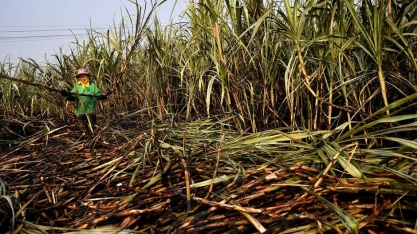 Cofco não vê recuperação na safra de açúcar da Tailândia no curto prazo