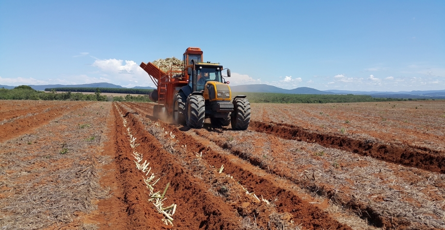 Mais de 50% da cana plantada na região Centro-Sul é com máquina