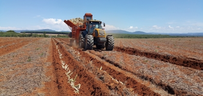 Centro-Sul vive o período de plantio de cana de ano e meio