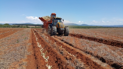 Centro-Sul vive o período de plantio de cana de ano e meio