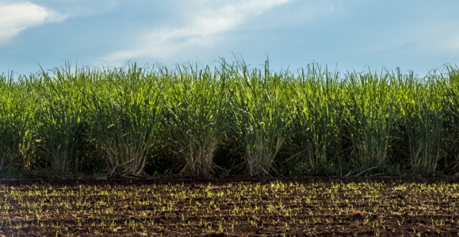 Plantação de cana-de-açúcar: Centro de Pesquisa em Engenharia - Fitossanidade em Cana-de-Açúcar será o primeiro da Unesp, receberá um aporte de R$ 8 milhões e buscará soluções para o controle de pragas e doenças que prejudicam a produção de cana. Imagem: 