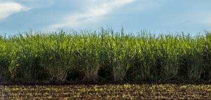 Unesp vai coordenar pesquisas em parceria com o setor produtivo