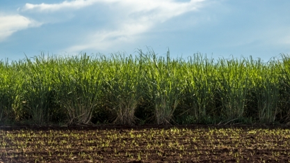 Unesp vai coordenar pesquisas em parceria com o setor produtivo