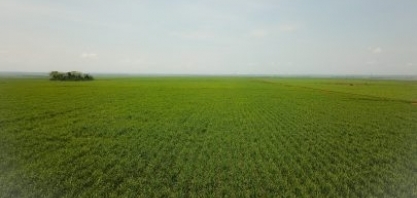 Municípios produtores de cana-de-açúcar em MS estão entre as maiores economias agrícolas do País