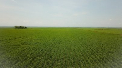 Municípios produtores de cana-de-açúcar em MS estão entre as maiores economias agrícolas do País
