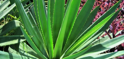 Sertão Bionergia, futura produtora de etanol de sisal, terá sócio australiano