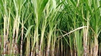 PR: Alcopar doa 200 mil litros de etanol para hospitais e creches