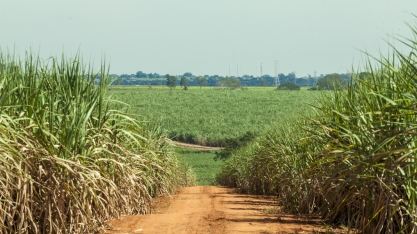 Menos florescimento nos canaviais e mais açúcar no Triângulo Mineiro