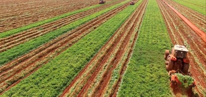 Cadeia produtiva do amendoim prevê safra recorde