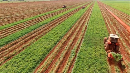 Cadeia produtiva do amendoim prevê safra recorde
