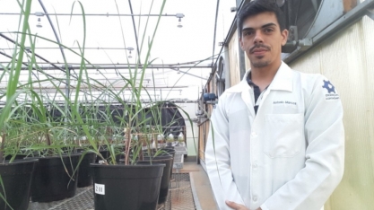 Pesquisa da USP de Piracicaba mostra que uso de bactéria eleva produtividade de cana-de-açúcar