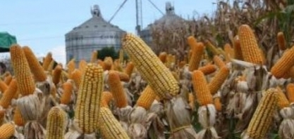 Mato Grosso – etanol de milho entra nos estudos para o levantamento sucroalcooleiro do estado