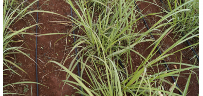 Irrigação complementar ou suplementar da cana-de-açúcar