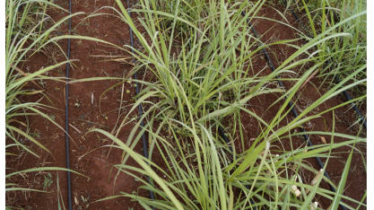 Irrigação complementar ou suplementar da cana-de-açúcar