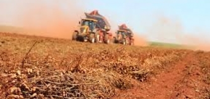 Sol favorece a secagem do amendoim em SP